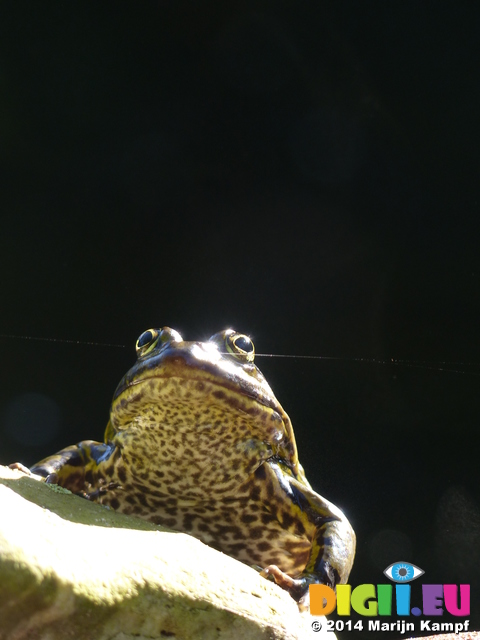 FZ008523 Marsh frog (Pelophylax ridibundus) on rock